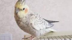 Kolik žije koroell parrot doma